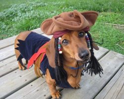 19 Costumes That Prove Dachshunds Always Win At Halloween