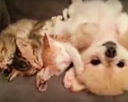 3 Kittens Fall Asleep Beside Puppy. Not Wanting To Wake Them, Dog Comes Up With Plan