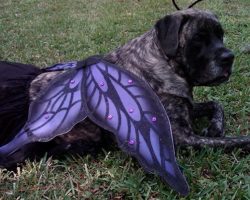 10 Costumes That Prove Mastiffs Always Win At Halloween