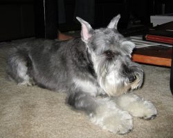 12 Realities That New Schnauzer Owners Must Accept