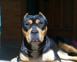 12 Unreal Rottweiler Cross Breeds You Have To See To Believe