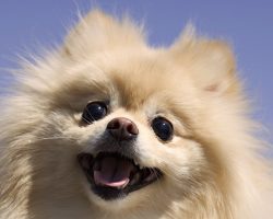 65 Most Popular Pomeranian Dog Names