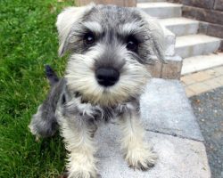 87 Most Popular Schnauzer Dog Names