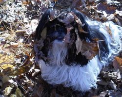 12 Reasons Why Shih Tzus Are Dangerous Dogs