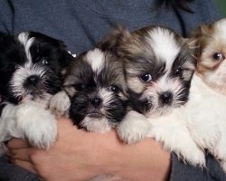 18 Reasons Why No One Should Ever Have A Shih Tzu As A Pet