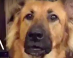 Dog’s Denied What He Asks For, Nearly Faints From Frustration