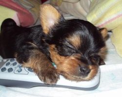 The 6 Most Awkward Yorkshire Terrier Sleeping Positions