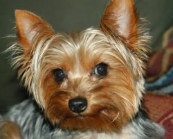 20 Things All Yorkie Owners Must Never Forget