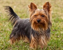 10 Best Yorkshire Terrier Dog Names