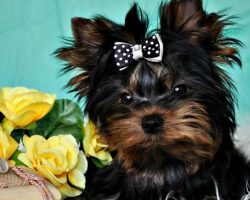 93 Most Popular Yorkshire Terrier Dog Names