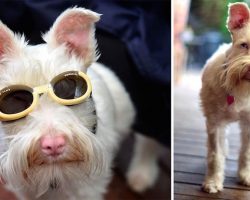 Albino Dog Abandoned As Puppy Wears Sunglasses And Avoids The Sun To Stay Healthy And Happy