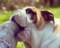 10 Reasons English Bulldogs Are The Worst Breed EVER