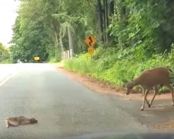 Terrified Baby Deer Freezes On Highway. Mom Returns To Instill Some Bravery