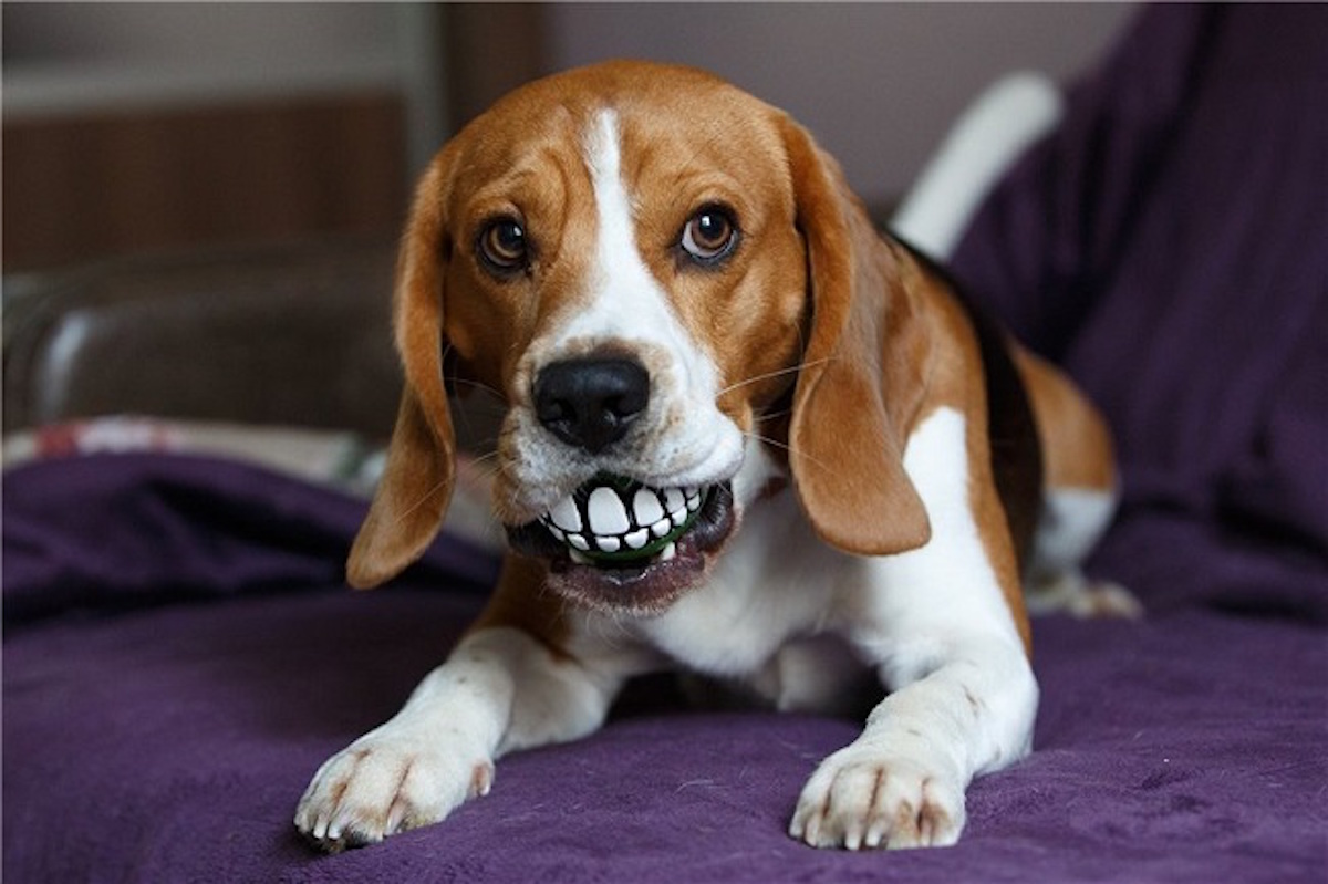 16 Reasons Beagles Are The Worst Indoor Dog Breeds Of All Time