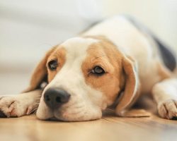 20 Things All Beagle Owners Must Never Forget