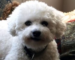 16 Things All Bichon Owners Must Never Forget