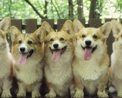 10 Horrifying Things You Didn’t (Want to) Know About Corgis