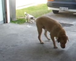 Tiny Doggy Friend Tries to Take Golden Lab on a Walk