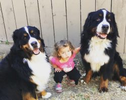 Fatal Levels of Adorable! Tiny Girl, Big Dogs, Humongous Giggles