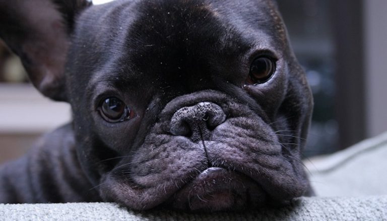 10 Pictures That Sum Up What It’s Like To Own A French Bulldog
