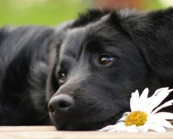 15 Reason Why Labradors Should Be Banned As A Breed