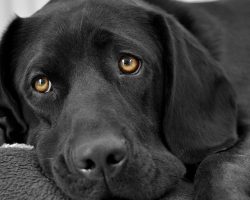 114 Black Labrador Dog Names