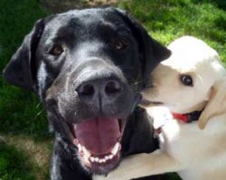 10 Best Labrador Dog Names