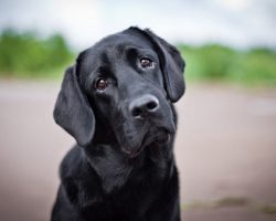 10 Expressions Every Labrador Parent Will Instantly Recognize