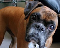 14 Boxer Dogs Totally Defying The Laws Of Physics