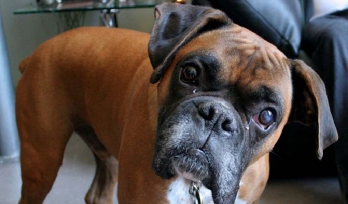 14 Boxer Dogs Totally Defying The Laws Of Physics
