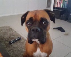 Boxer dog drops subtle hints