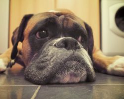 20 Things All Boxer Owners Must Never Forget