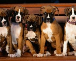 12 Reasons Why Boxer Dogs Are The Only Friends You’ll Ever Need