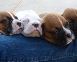 17 Hilarious Photos That Prove Boxer Dogs Can Sleep Absolutely Anywhere