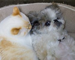 10 Best Shih Tzu Dog Names