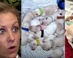 Pregnant Chihuahua Has Big Belly But After 10th Puppy Arrives Foster Mom Learns Her Even Bigger Secret