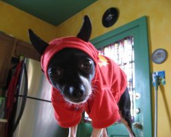 14 Costumes That Prove Chihuahuas Always Win At Halloween