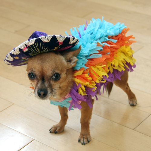 14 Costumes That Prove Chihuahuas Always Win At Halloween