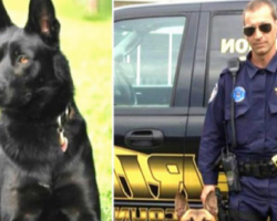Cop Gets Ambushed By Gang Members. His K-9 Partner Rushes In To Save His Life