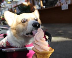 The 21 Most Ridiculous Corgi Pictures Ever