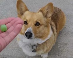 14 Perfect Jobs For Corgis