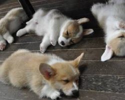 16 Hilarious Photos That Prove Corgis Can Sleep Absolutely Anywhere