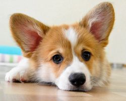28 Reasons We Need To Save Corgis From Extinction