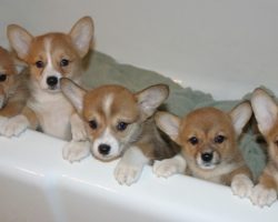 The 12 Most Corgi Things That Have Ever Happened In The History Of Corgis