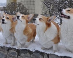 These 14 Corgis Will Solve All Of Your Problems