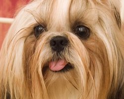 12 Realities That New Shih Tzu Owners Must Accept
