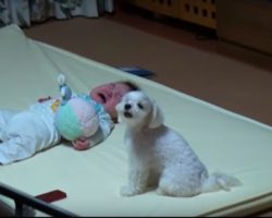 Family Dog Makes Baby Stop Crying By Crying Even Louder