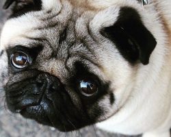 The 12 Most Pug Things That Have Ever Happened In The History Of Pugs