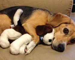 18 Things All Beagle Owners Must Never Forget