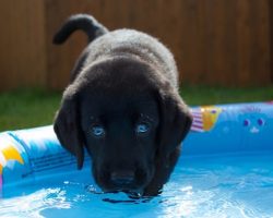 15 Reasons Labradors Are The Best Creatures In The World